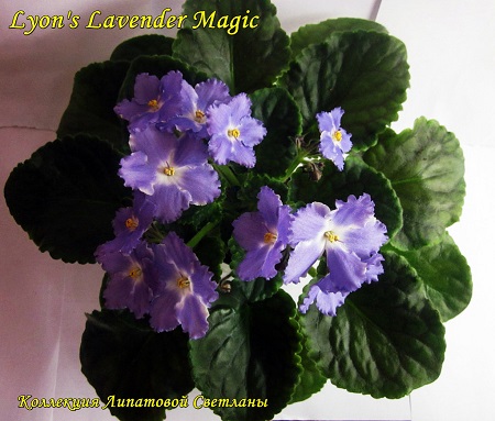  Lyon`s Lavender Magic 