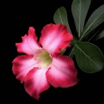  Adenium Obesum Pink 