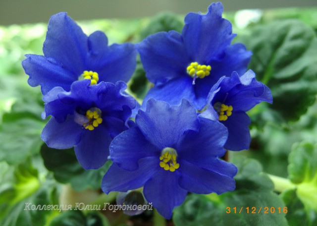  Kentucky Blue Bonnet 