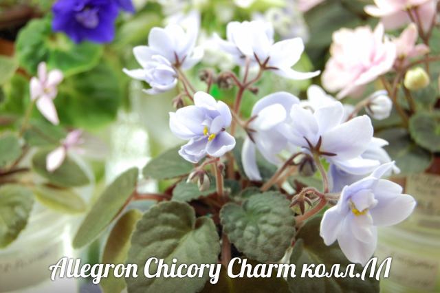  Allegro Chicory Charm 