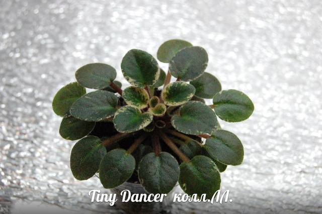  Tiny Dancer 