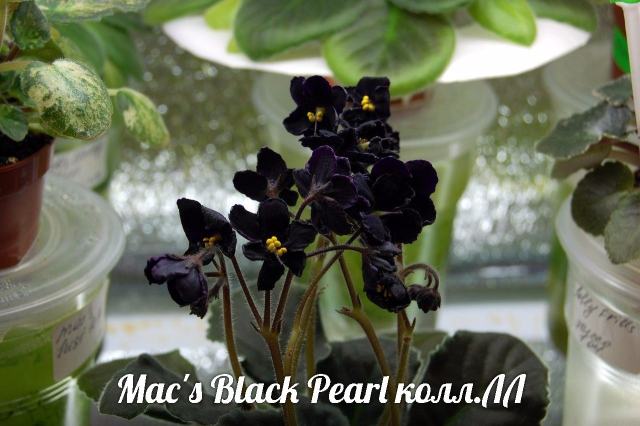  Mac's Black Pearl 