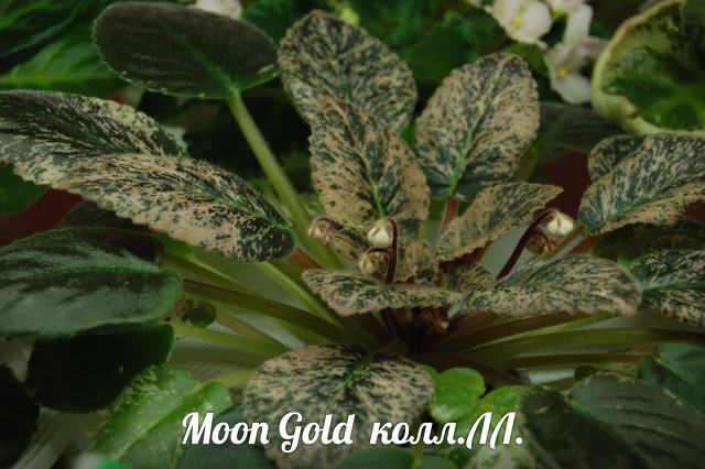  Moon Gold 