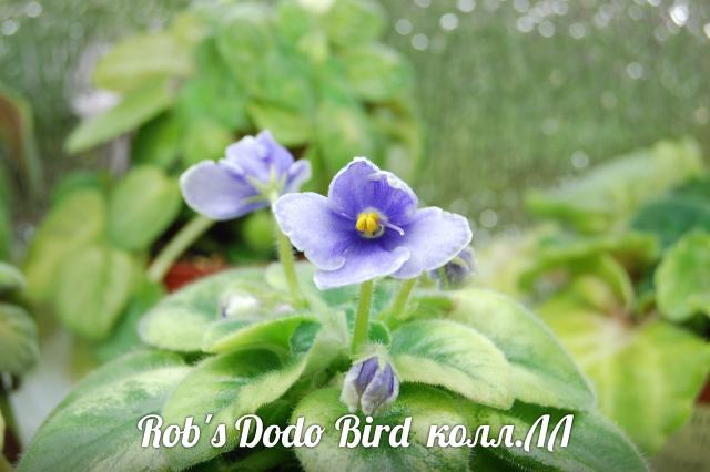  Rob's Dodo Bird 