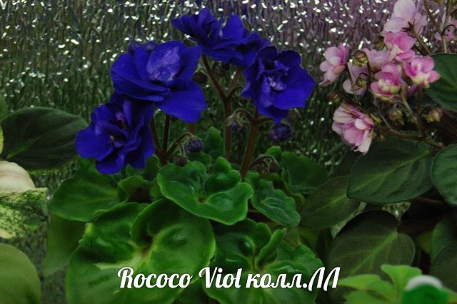  Rococo Viol 