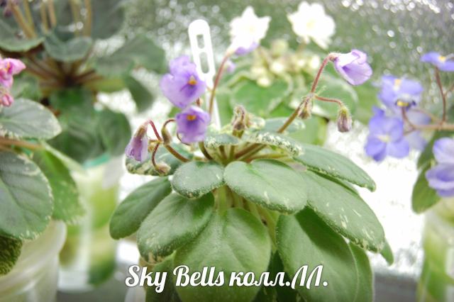  Sky bells 