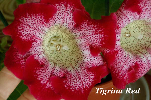  Tigrina Red. 