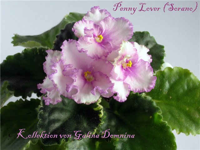 Фиалка penny lover фото и описание