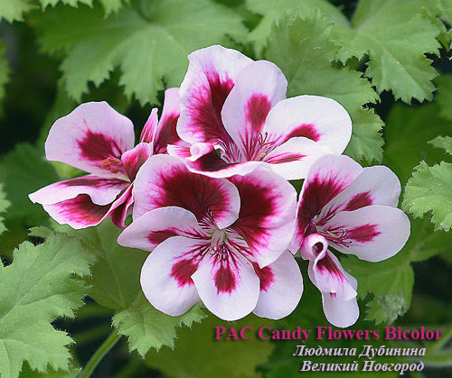  PAC Candy Flowers Bicolor 