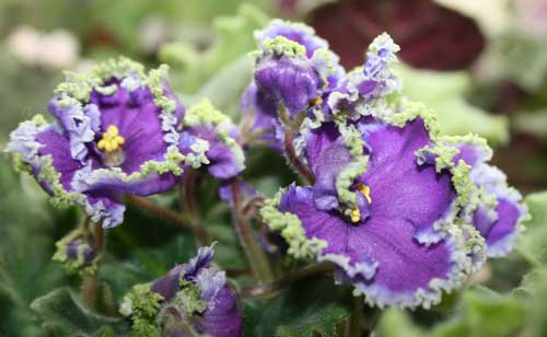 Emerald Lace African Violet