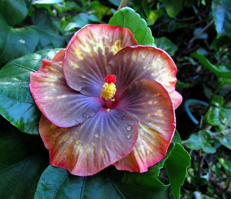 Гибискус Hibiscus Moorea Antonia