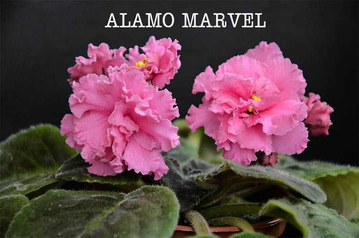 Alamo frills фиалка фото и описание
