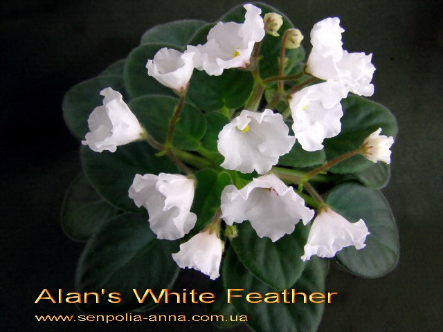 Alans white feather фиалка фото