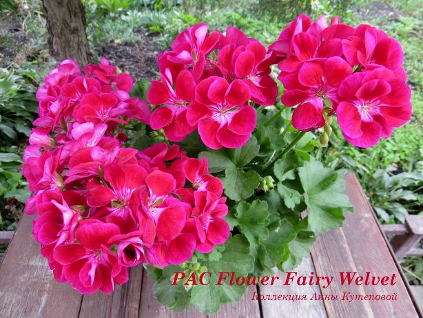 Pac flower fairy velvet пеларгония фото
