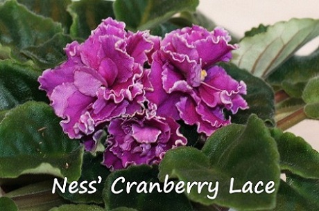 Ness cranberry lace фиалка фото